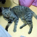 서울 흑석동 중앙대부속초등학교 근처 갈색 줄무늬 고양이 찾습니다 이미지