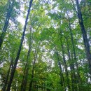 가락지구대 이미지