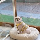 온댕 이미지