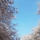 제일석유 | 2026 SK인천석유화학 벚꽃동산 - 인천 벚꽃 명소 추천. SK인천석유화학 개방 일정·교통·주의사항 총정리