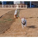 제주 수산리 곰솔 | *애월 카페 추천* 드르쿰다 제주 애월점 한라산 뷰·감귤 포토존 매력적