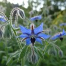 밸런스 | PMS영양제 프로펜실 프리미엄 우먼 밸런스 후기