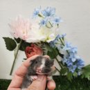 패러그린샵 명지점 이미지