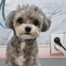 그루밍 하니 이미지