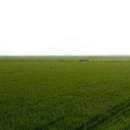 부안청보리 한우농장 이미지