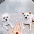 나무애견유치원 이미지