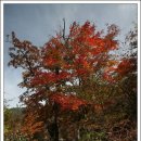 지리산- 법천계곡 (중산리서 장터목 가는 길목) 이미지