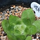 백록농장 이미지