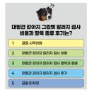 그린동물병원 | 대형견 강아지 그린벳 알러지 검사 비용과 항목 종류 후기는?