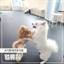 멍류장 | 안산 초지동애견유치원 멍류장 애견카페 주말 데이케어 후기
