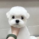 오도르봉 이미지