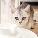 701아를고양이카페(cat in the art) 이미지