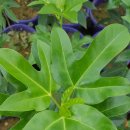 황칠나무묘목, 블랙커런트묘목, 아로니아묘목 판매합니다. 이미지