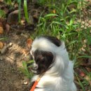 반려마루 화성 이미지