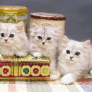 매가패스 이미지