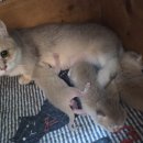 골든캣 골드브숏 골드먼치킨 평택전문점 이미지