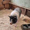 동선목장 이미지