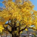 의령 세간리 은행나무 이미지