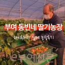 [하이후레쉬 사용후기]부여 동빈네 딸기농장 &#39;명품싱싱딸기&#39; 딸기농사 20년만에 올해가 최고의 작황.