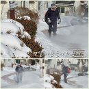 촌부의 단상-냉동고 한파, 영하 23도의 雪多목 이미지