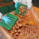 김용태농장 이미지