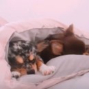 자두랑 호두랑 이미지