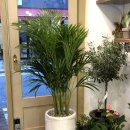 플로체여성의원 | 공기정화식물 1위에 등극한 아레카 야자 키우기 :) 실내 키우기 쉬운 식물 / 반포 인테리어, 개업 축하...