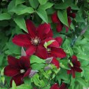 시골가든 이미지