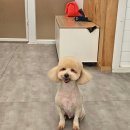 펫 뷰티살롱 이미지