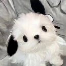 슈플리