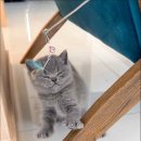 캣스토리 고양이분양 일산본점 이미지