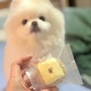 여시까까 이미지