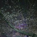 합성2동 자율방범대 앞 | 진해 군항제,경화역 기찻길, 벚꽃축제 현황,벚꽃개화 현황,주차꿀팁,입장료,축제후기