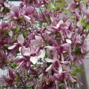 자목련 [Magnolia liliflora, 紫木蓮] 이미지
