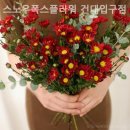 스노우폭스플라워건대