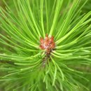 솔잎아래 이미지