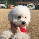 위드유애견 이미지