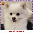 피터펫 애견카페 부산북구점 이미지