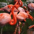 플라밍고 이미지