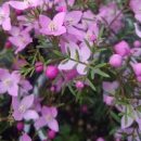 보로니아 피나타 키우는 법 이미지