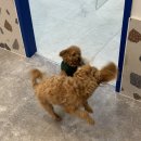 갈매독 애견유치원 이미지