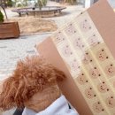 원우 | 캐럿 선물 언박싱💕 정한 원우 얼루어 화보 잡지 후기, 고잉세븐틴 잡지까지