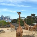 기린03-2 | 호주 시드니 동물원 비교 타롱가 주 입장권 가는법 페리 코알라 보고 온 후기