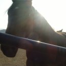 관우2목장 이미지