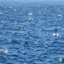 낙타와돌고래 이미지