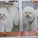 네이처스비타민샵 | 강아지 눈물사료 효과 있을까?직접 보고 놀란후기