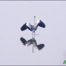 안산천2 Daum카페
