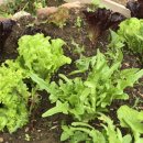 매리앤스가든민박 이미지