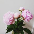 피오니 이미지