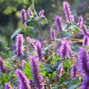 상관편백숲길 이미지